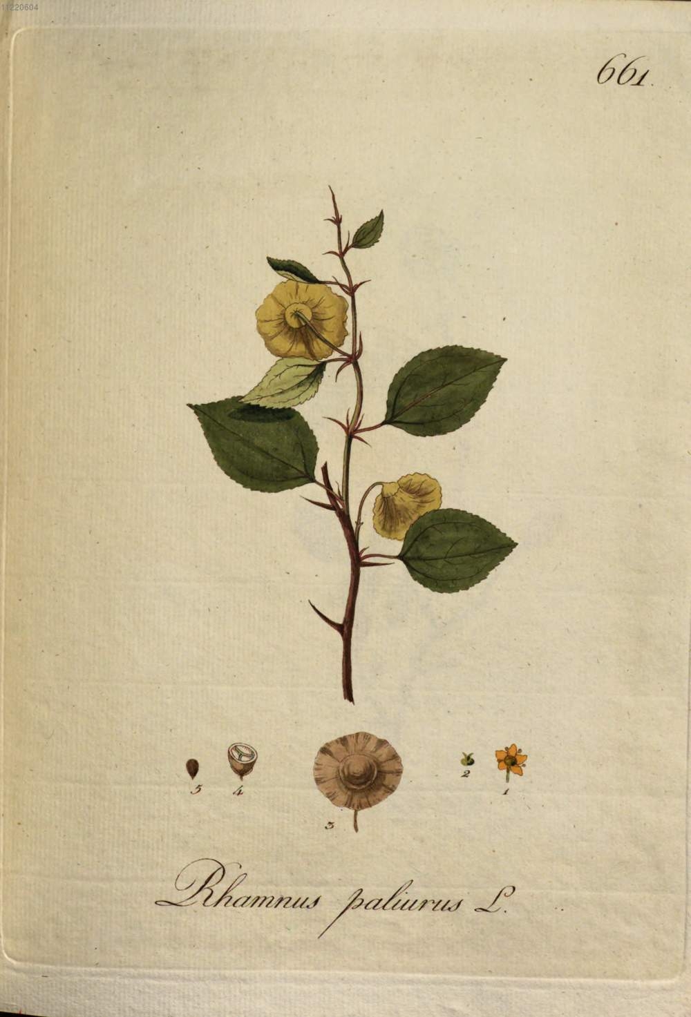 spina christi.jpg spina christi.jpg